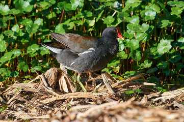 Common Gallinule (Gallinula galeata)foraging along edge of Lake Chapala, Ajijic, Jalisco, Mexico