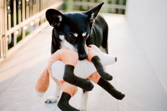 Little dog holds fox shaped stufed toy in her mouth on sunny balcony