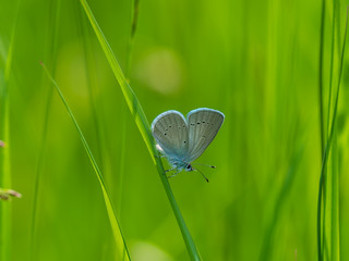 Small blue butterfly  ( Cupido minimus ) on a grass stem