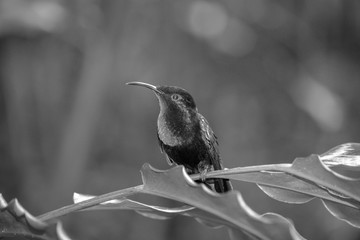 Colibri en noir et blanc