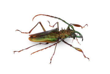Macrophotograph of a Psalidognathus friendi on a white background