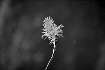 Fleur en noir et blanc