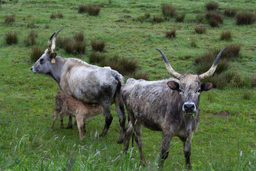 Naklejka premium buffalo in a field