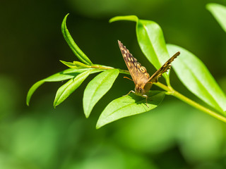 Speckled Wood Butterfly ( Pararge aegeria ) resting on a leaf