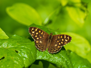 Speckled Wood Butterfly ( Pararge aegeria ) resting on a leaf