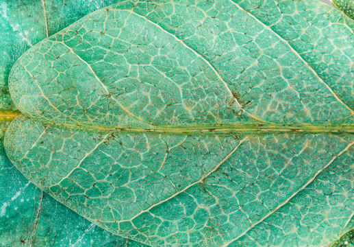 macrophotograph on the wings of a Phyllium giganteum