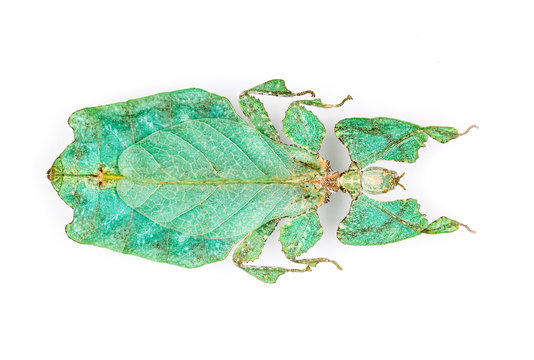 macrophotograph of a Phyllium giganteum on a white background