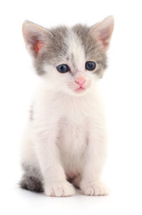 Kitten on white background.