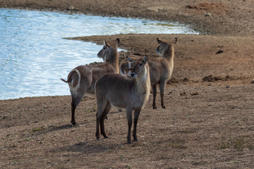 Wasserbock 14
