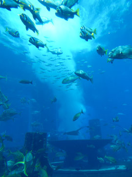Fish swimming in the Lost Chambers Aquarium in the Atlantis, The Palm in Dubai, United Arab Emirates.
