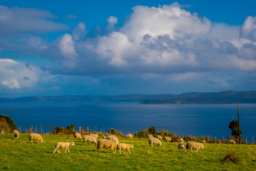 Fototapeta na wymiar Outdoor view of many sheeps grazing the land in Chiloe area, Chile