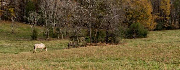 Horse in field grazing