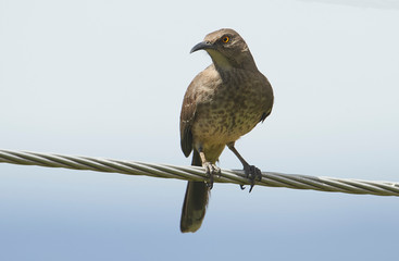 Curve-billed Thrasher (Toxostoma curvirostre) perched on a wire, Jocotopec, Jalisco, Mexico