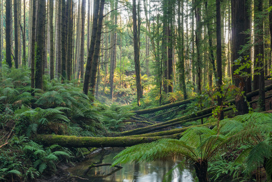 California Redwoods