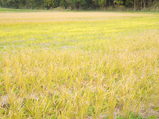 収穫期の黄色く色付いた畑