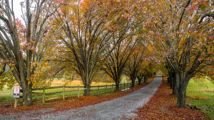 Colorful trees lining coutry lane