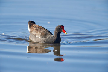 Common Gallinule (Gallinula galeata) swimming in Lake Chapala, Jocotopec, Jalisco, Mexico