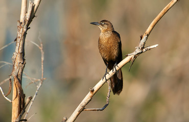 A female Great-tailed Grackle (Quiscalus mexicanus) perched on a tree branch, Jocotopec, Jalisco, Mexico