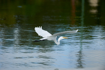 Great Egret (Ardea alba) in flight above Lake Chapala, Jocotopec, Jalisco, Mexico
