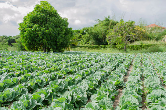 Otaheite Apple Tree In Cabbage Garden 