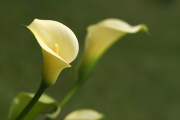 calla in yellow with unsharp background