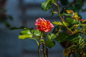 Obraz premium Blüte iner Rose Rot Gelb