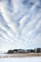 Winter landscape on the shore of a frozen lake.
