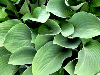 Fototapeta premium Green Hosta Leaves