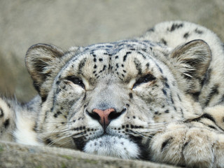Extreme Closeup of a Resting Snow Leopard