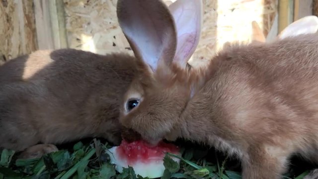 Braune lustige kleine Hasen im K&auml;fig, nagen an Wassermelone, full HD 1080p Video Footage 30 fps