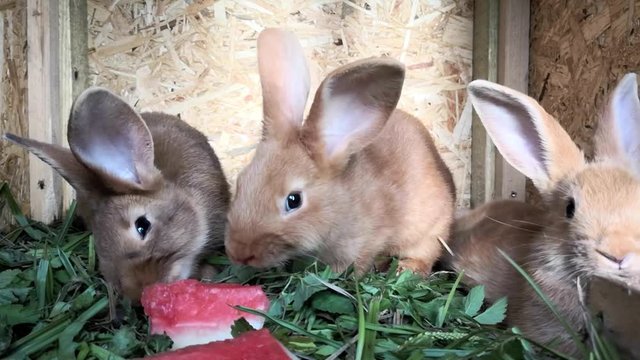 Braune lustige kleine Hasen im K&auml;fig, nagen an Wassermelone, full HD 1080p Video Footage 30 fps
