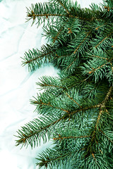 Christmas fir tree background on white background. Fir tree branches texture.