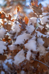 Macro Snow Nature