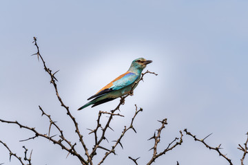 Blue Racke in the Hluhluwe-iMfolozi Park