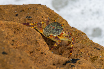 Ghost Crab in the Hluhluwe-iMfolozi Park