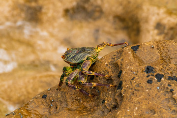 Ghost Crab in the Hluhluwe-iMfolozi Park