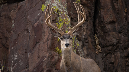 Mule deer buck in summer velvet
