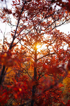 Sunset in the red forest
