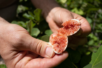 A fresh ripe fig opened with bare hands (fresh, red flesz inside) - obrazy, fototapety, plakaty