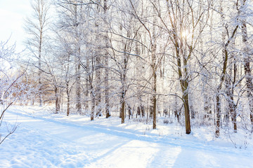Fototapeta na wymiar Frosty trees in snowy forest, cold weather in sunny morning. Tranquil winter nature in sunlight. Inspirational natural winter garden or park. Peaceful cool ecology nature landscape background
