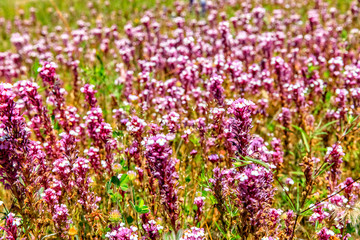 Fototapeta premium Sea of Pink Flowers in a Field