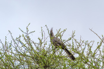 Grey Lourie in the Kruger National Park