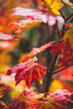 A maple leaf covered in dew on a sunny afternoon