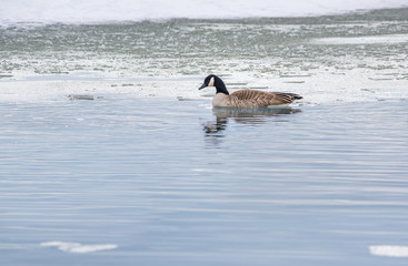 Fototapeta premium Lone-Goose-1364