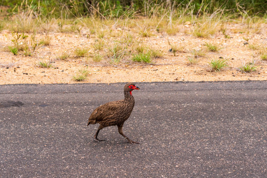 Swainson Frankolin in the Kruger National Park