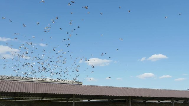 Flock of doves taking off and flying over a lengthy shed on a sunny day in summer 