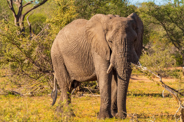 Elephant in Klaserie Private Nature Reserve