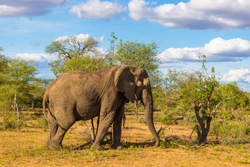 Fototapeta premium Elephant in Klaserie Private Nature Reserve