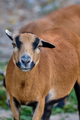 Cameroon sheep (Ovis aries cameroon)