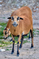 Obraz na płótnie Canvas Cameroon sheep (Ovis aries cameroon)